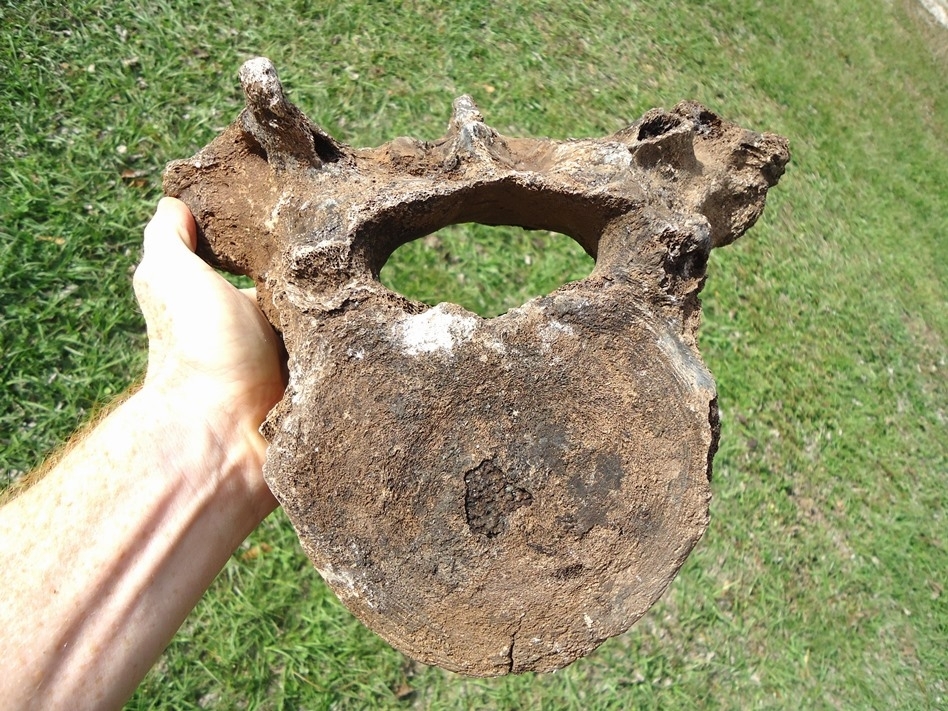 Large image 2 High Quality Mastodon Thoracic Vertebra