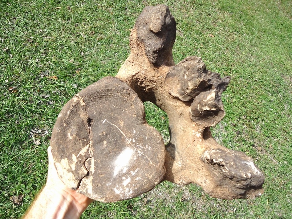 Large image 5 High Quality Mastodon Thoracic Vertebra