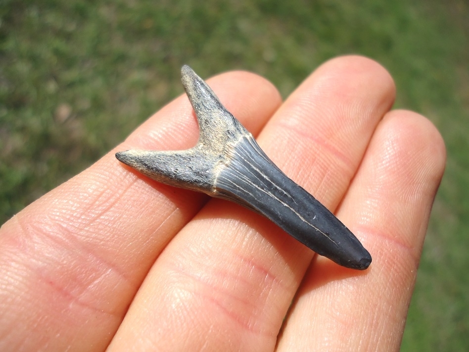 Large image 2 Rare Cretaceous Goblin Shark Tooth