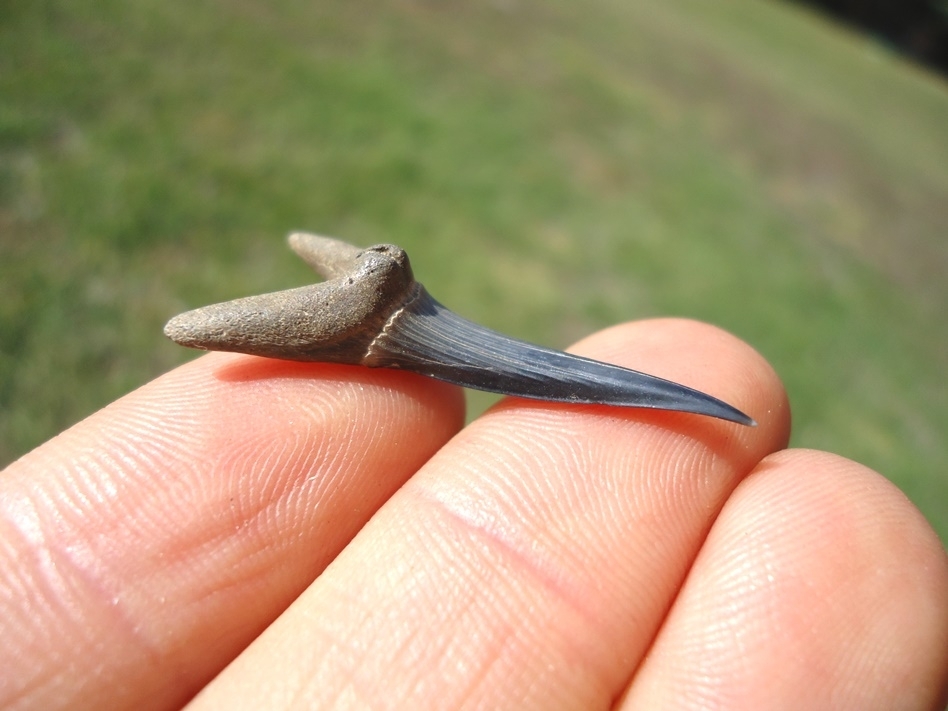 Large image 1 Rare Cretaceous Goblin Shark Tooth