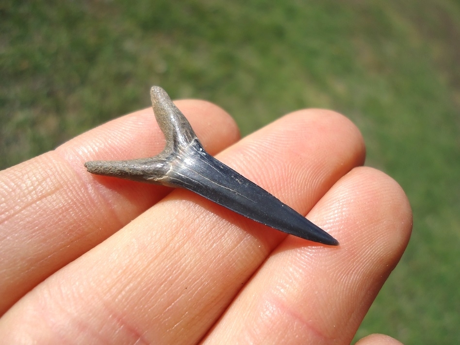 Large image 2 Rare Cretaceous Goblin Shark Tooth