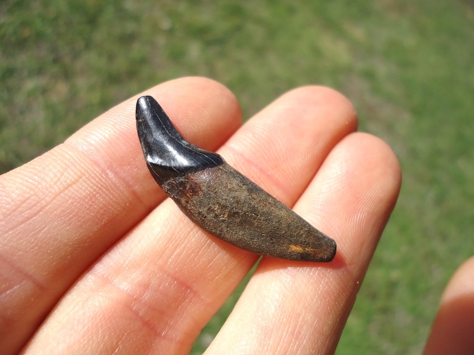 Large image 1 Glossy Black Coyote Canine Tooth