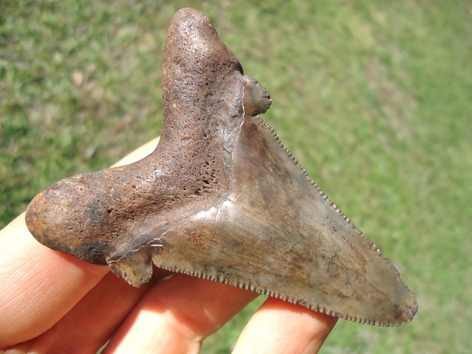 Large image 1 Excellent Auriculatus Shark Tooth