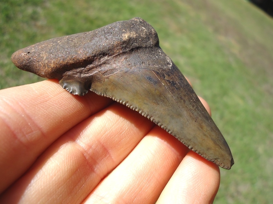 Large image 3 Excellent Auriculatus Shark Tooth