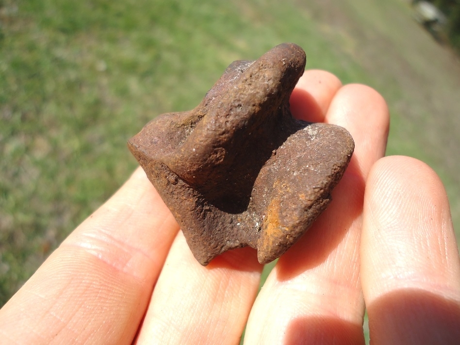 Large image 3 Uncommon Three-Toed Horse Astragalus