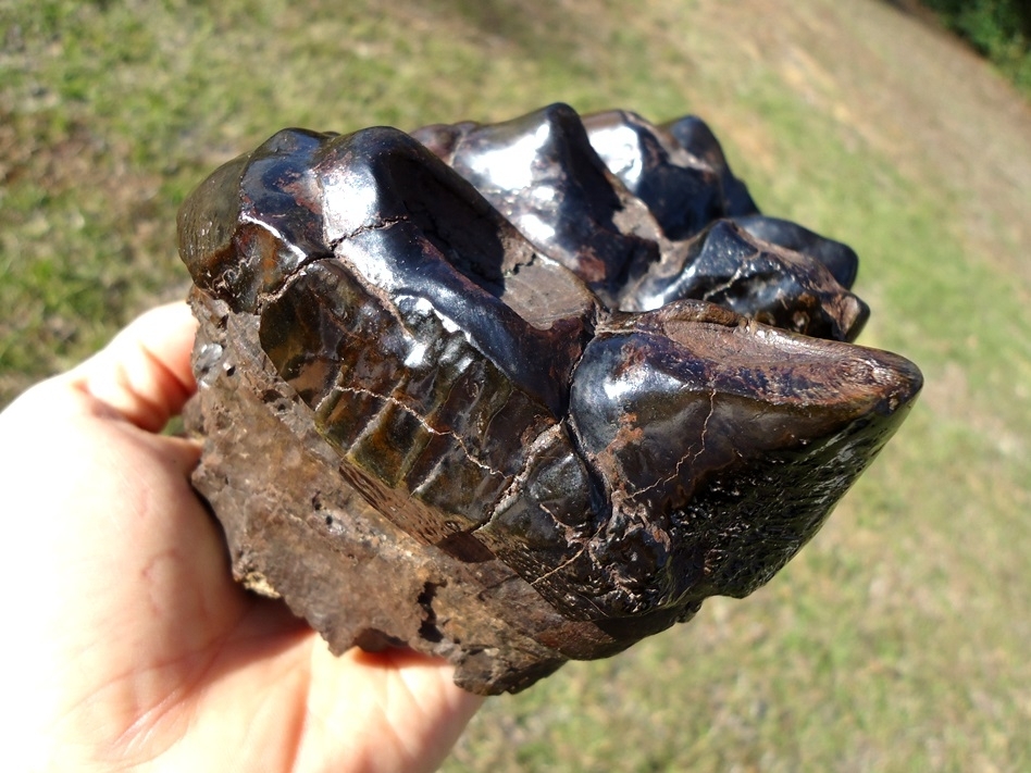 Large image 5 World Class Glossy Black Suwannee River Mastodon Tooth