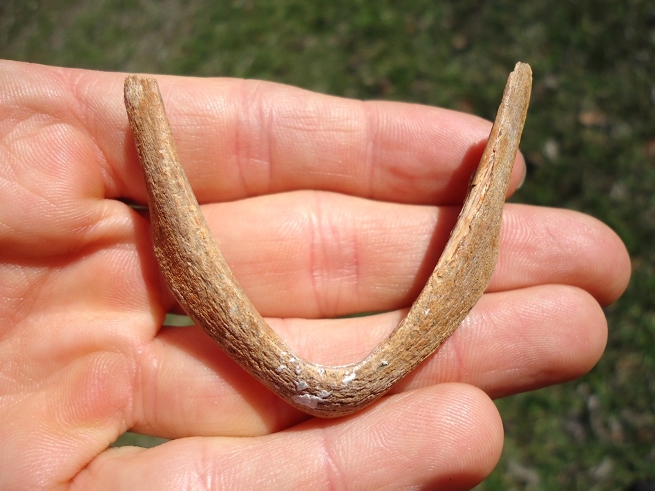 Large image 1 Rare Snapping Turtle Mandible