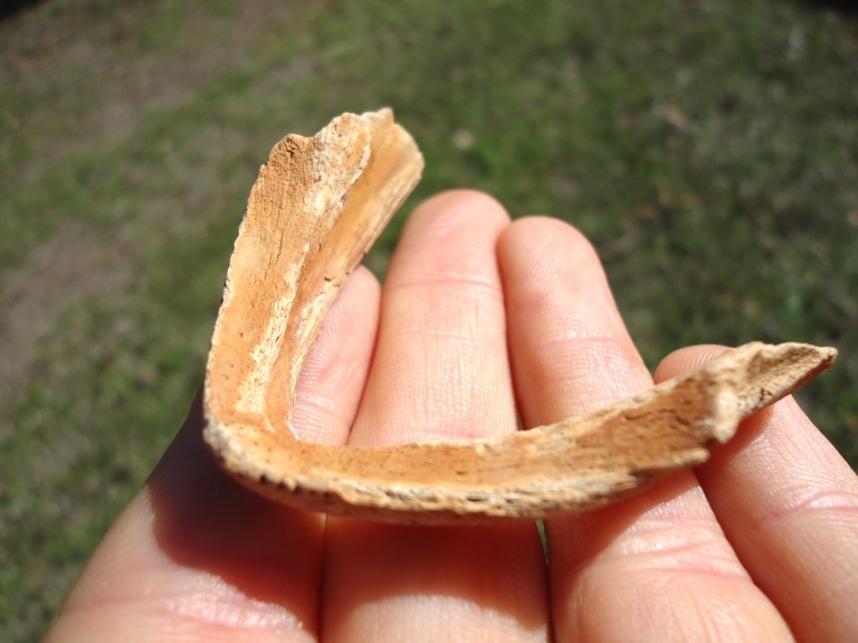 Large image 3 Rare Snapping Turtle Mandible