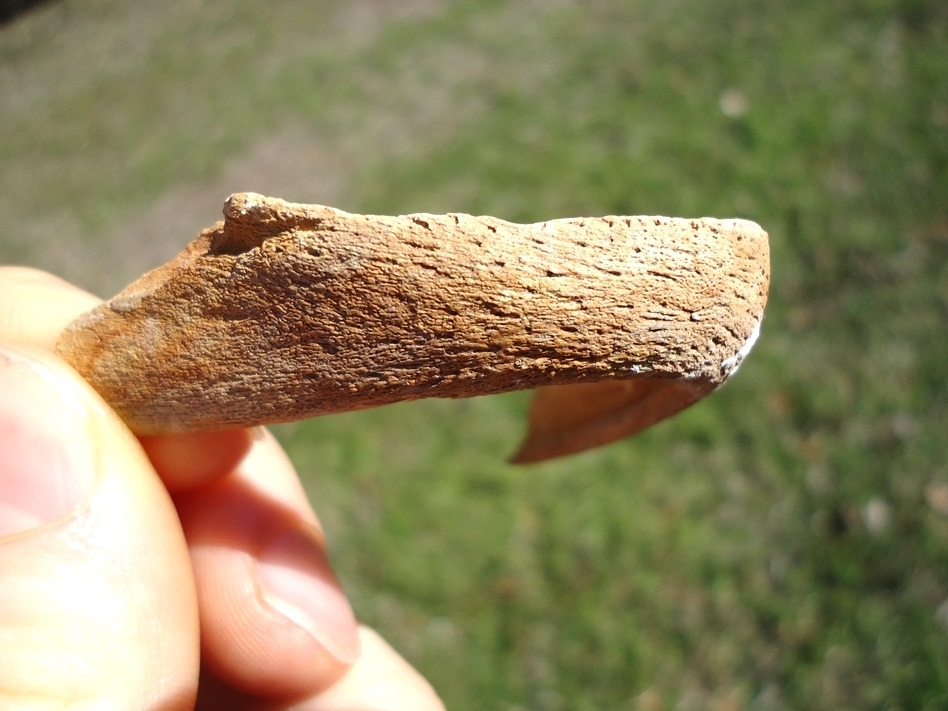 Large image 4 Rare Snapping Turtle Mandible