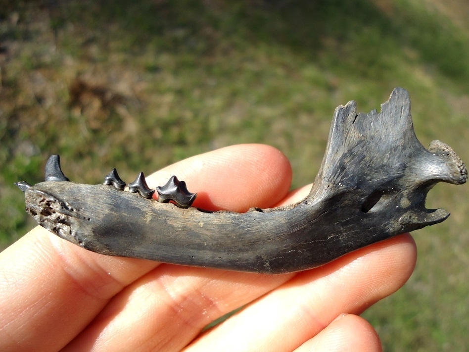 Large image 1 Quality Raccoon Mandible with Five Teeth Intact