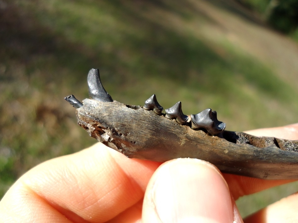 Large image 3 Quality Raccoon Mandible with Five Teeth Intact