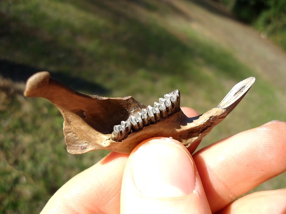 Large image 2 Top Quality Muskrat Mandible