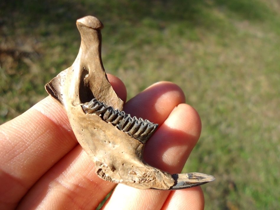 Large image 3 Top Quality Muskrat Mandible