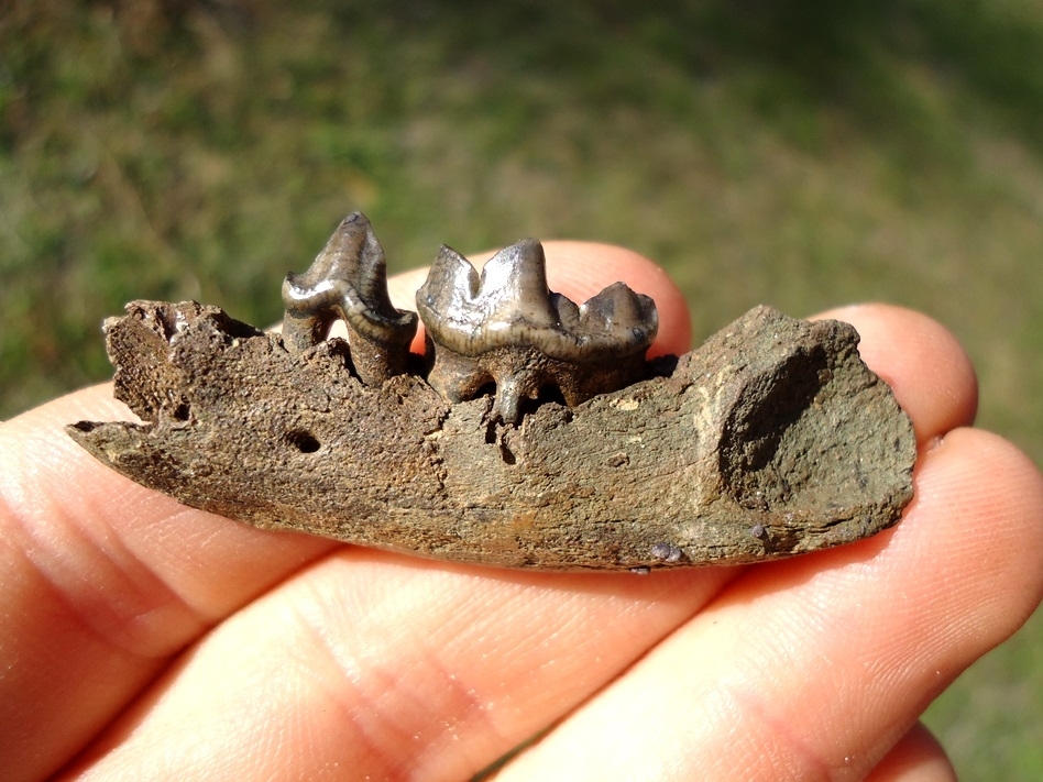 Large image 1 River Otter Jaw with Two Teeth