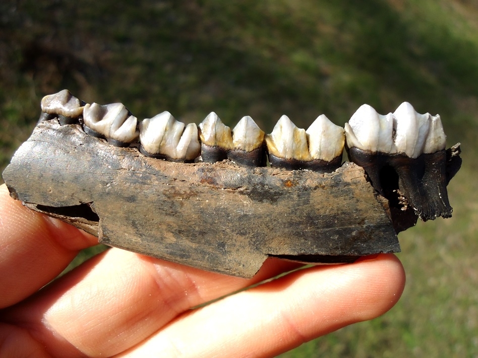 Large image 1 Beautiful Deer Mandible with Five Teeth