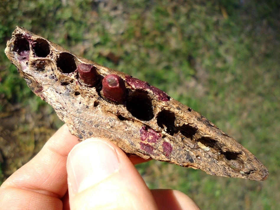 Large image 2 Awesome Alligator Maxilla with Two Teeth