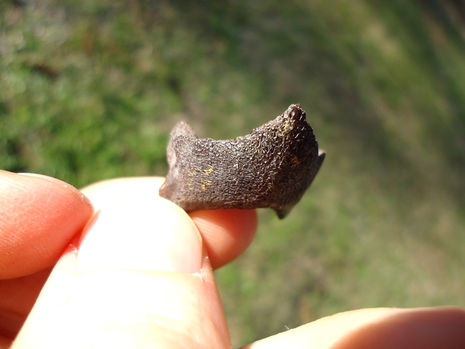 Large image 2 Top Quality Musk Turtle Mandible