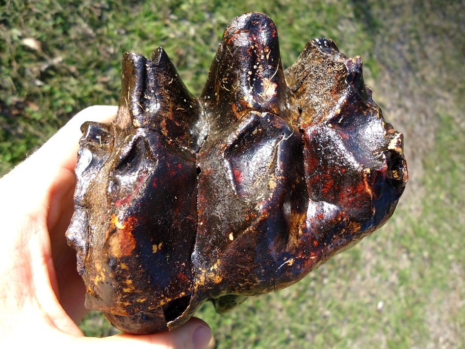 Large image 2 Large Rooted Three Hump Mastodon Tooth