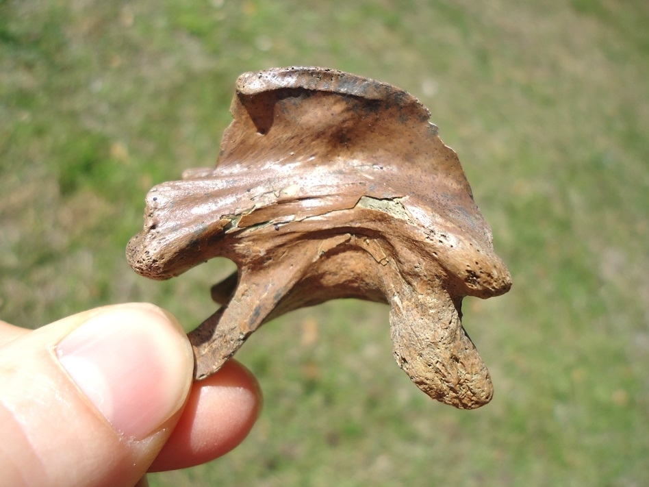 Large image 1 Exceptional Alligator Snapping Turtle Cervical Vertebra