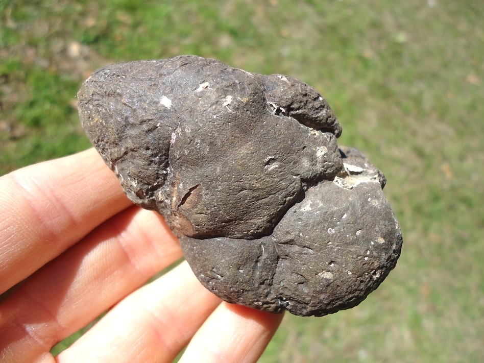 Large image 1 Super Detailed Coprolite