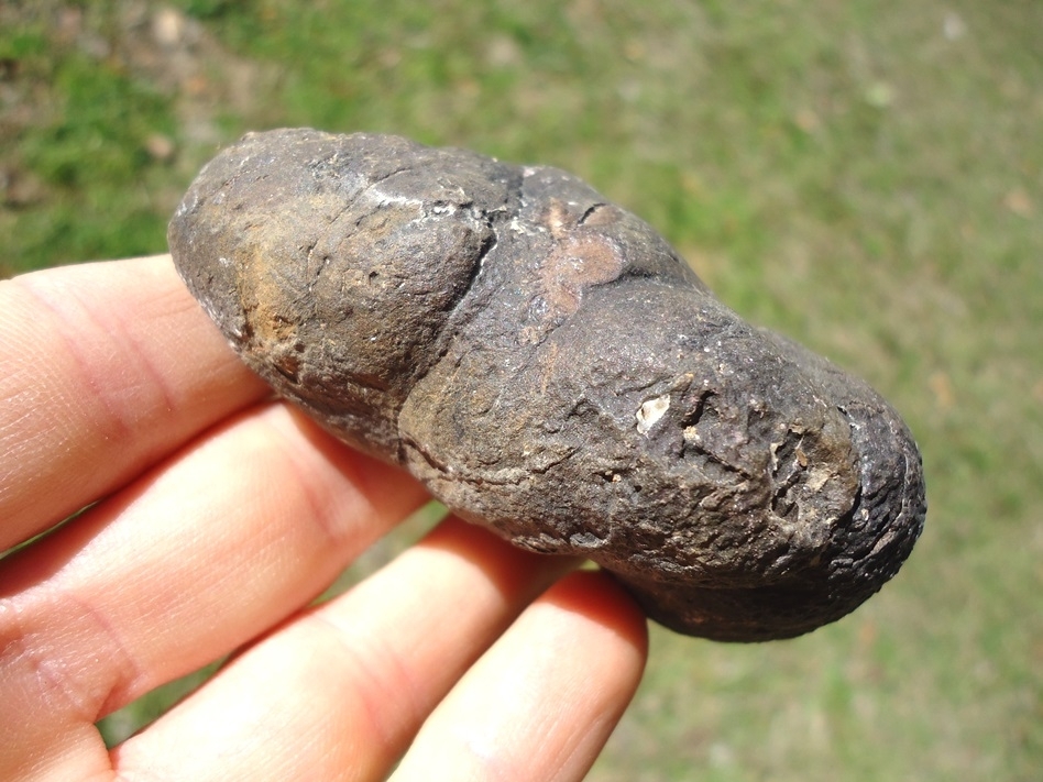 Large image 2 Super Detailed Coprolite