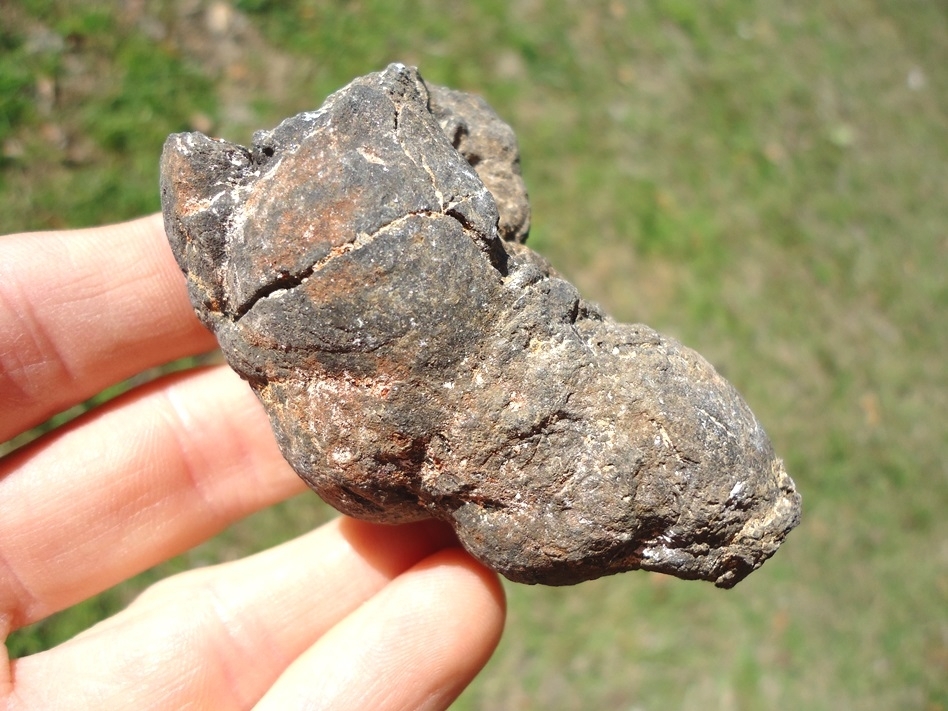 Large image 1 Large Detailed Coprolite