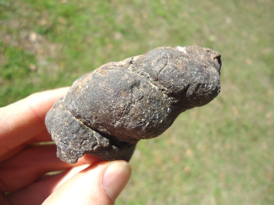 Large image 2 Large Detailed Coprolite