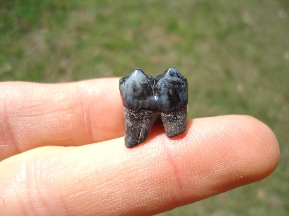 Large image 1 Stunning Blue Peccary Molar