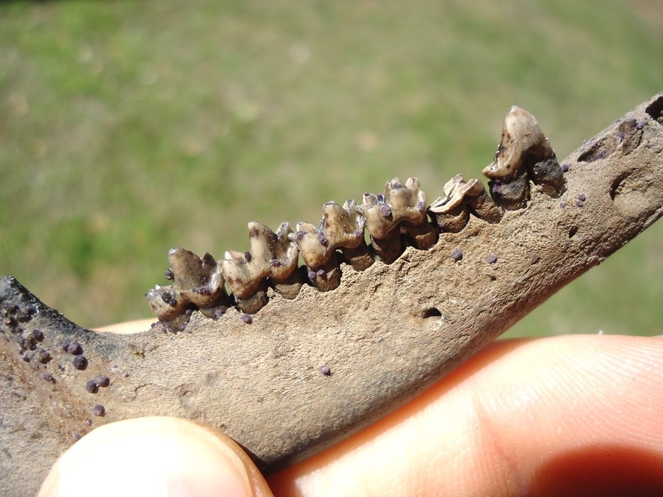 Large image 2 Awesome Opossum Mandible with Five Teeth