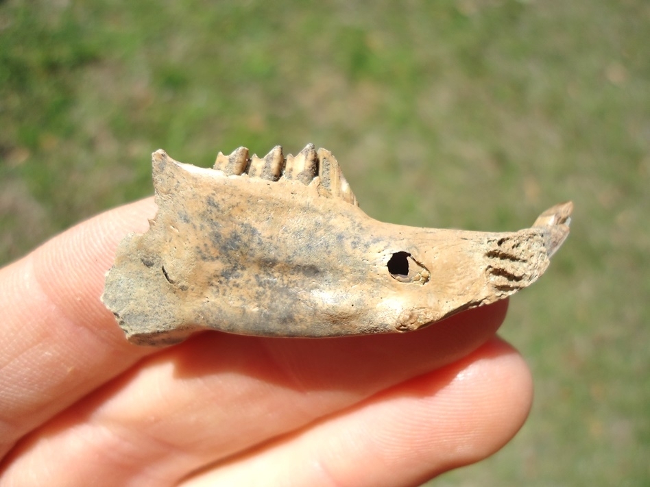 Large image 1 Excellent Cottontail Rabbit Mandible