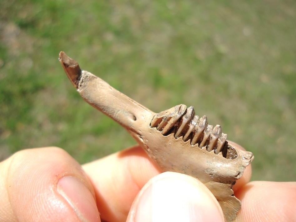 Large image 2 Excellent Cottontail Rabbit Mandible