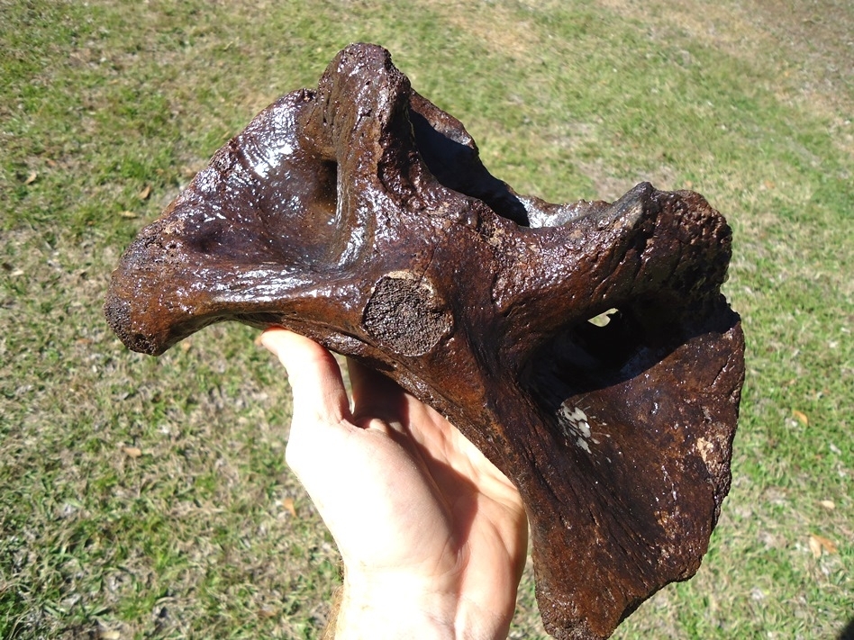 Large image 4 Truly Massive Bison Atlas Vertebra