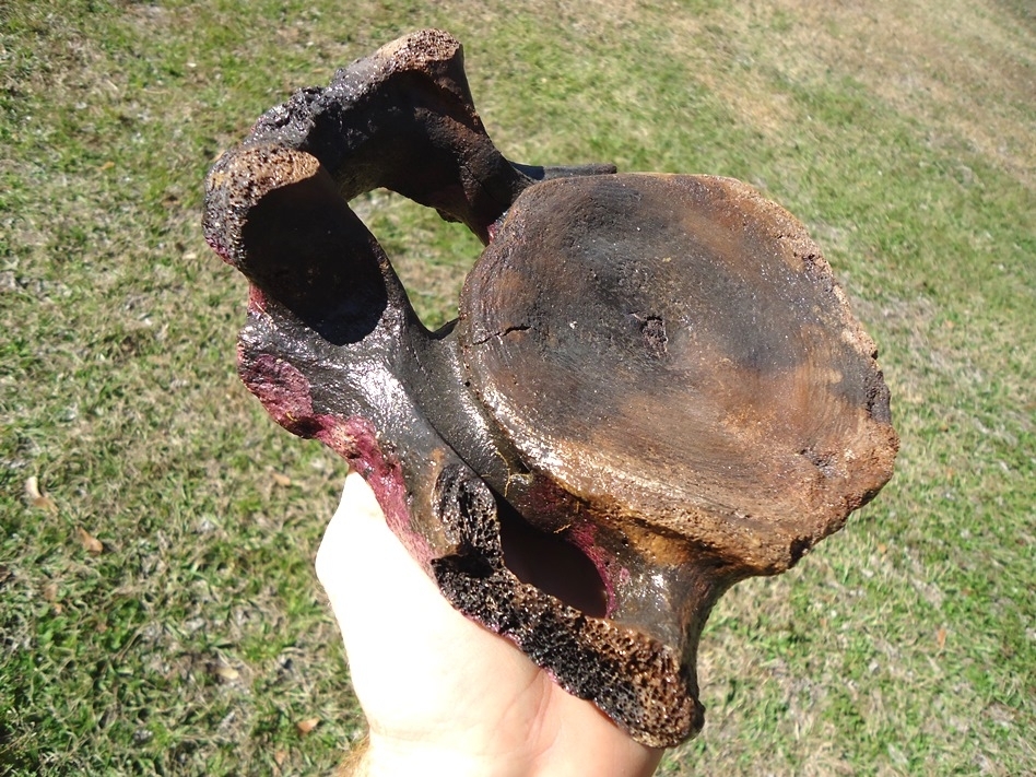 Large image 2 High Quality Mastodon Cervical Vertebra