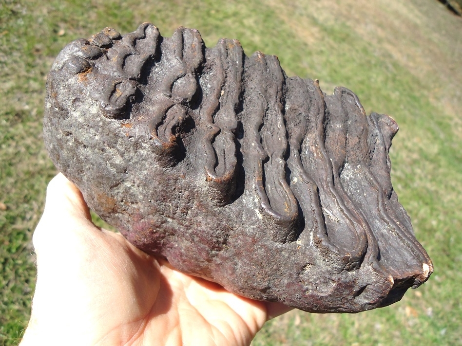 Large image 1 Large 3lb  Mammoth Tooth