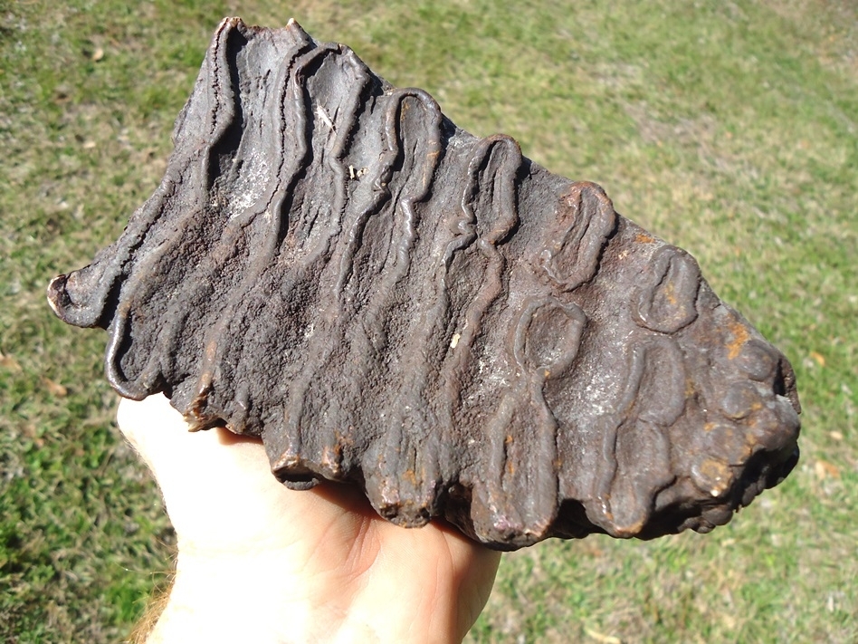 Large image 3 Large 3lb  Mammoth Tooth