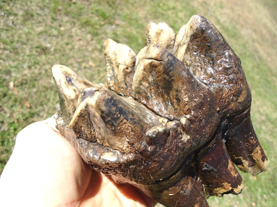 Large image 3 Massive Rooted Colorful Mastodon Tooth