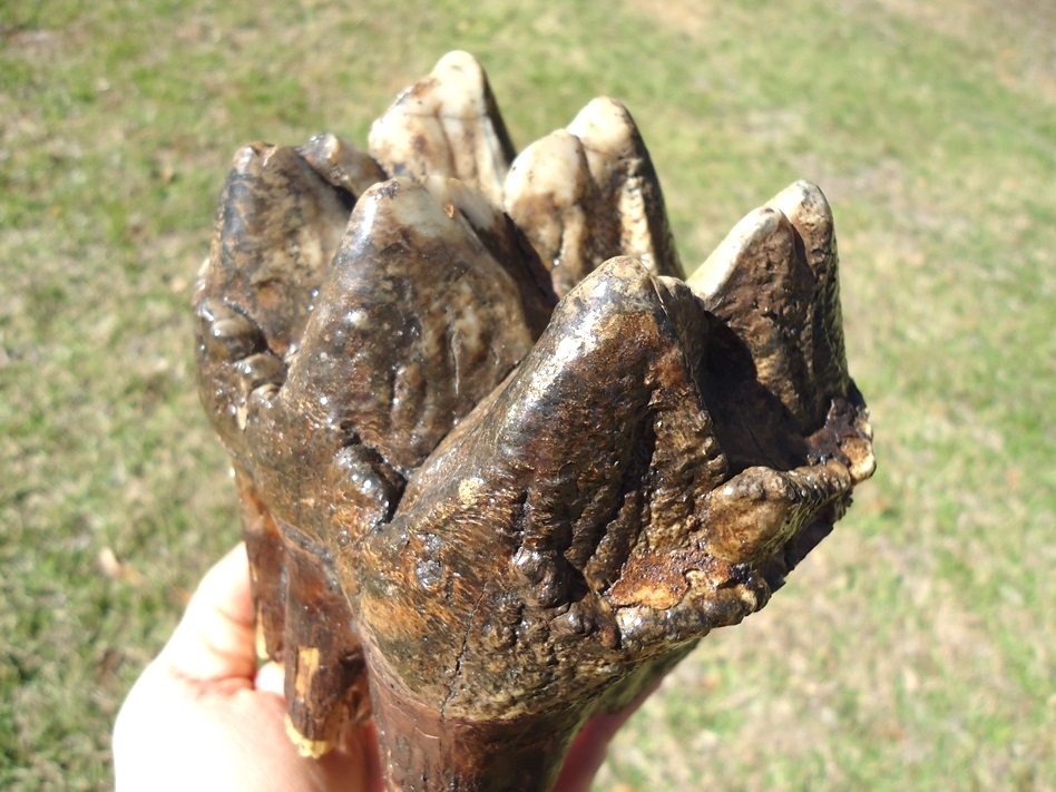 Large image 4 Massive Rooted Colorful Mastodon Tooth