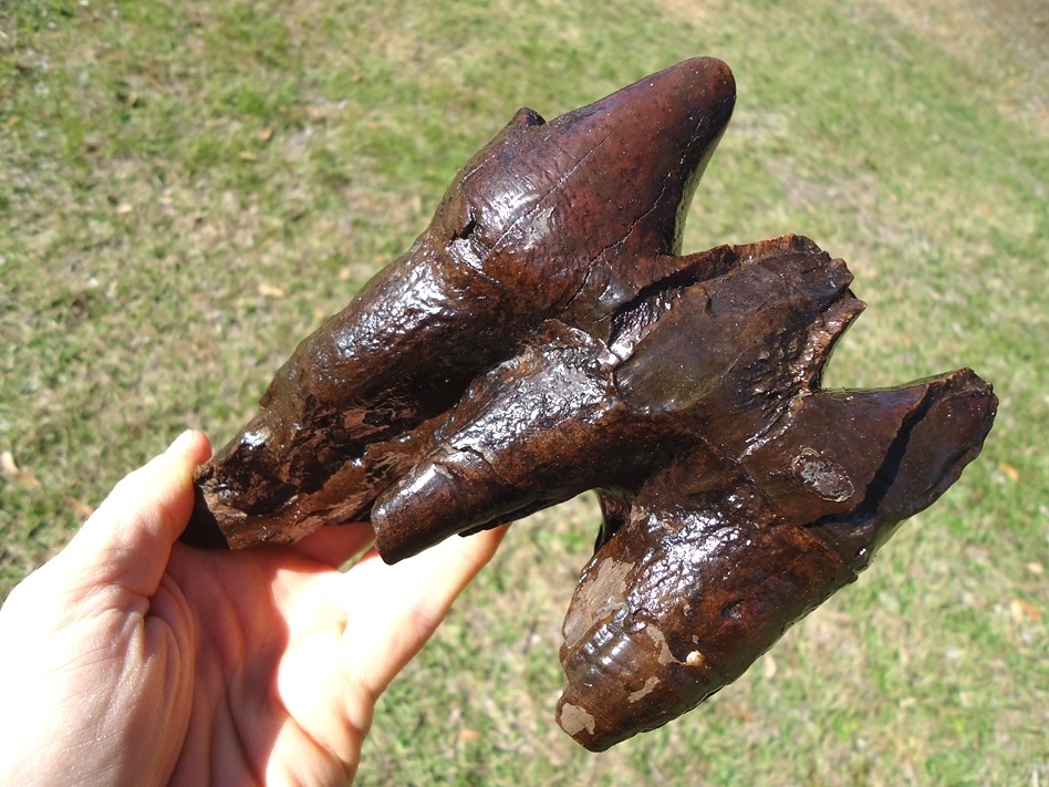 Large image 5 Large Rooted Mastodon Tooth