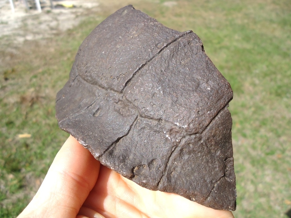 Large image 2 Rare Section of Extinct Giant Box Turtle Shell