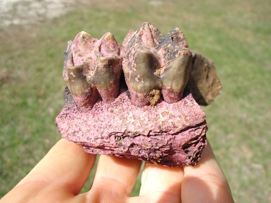 Large image 1 Nice Section of Tapir Maxilla with Two Teeth and Pink Algae