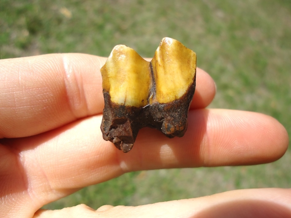 Large image 1 Stunning Orange Llama Molar