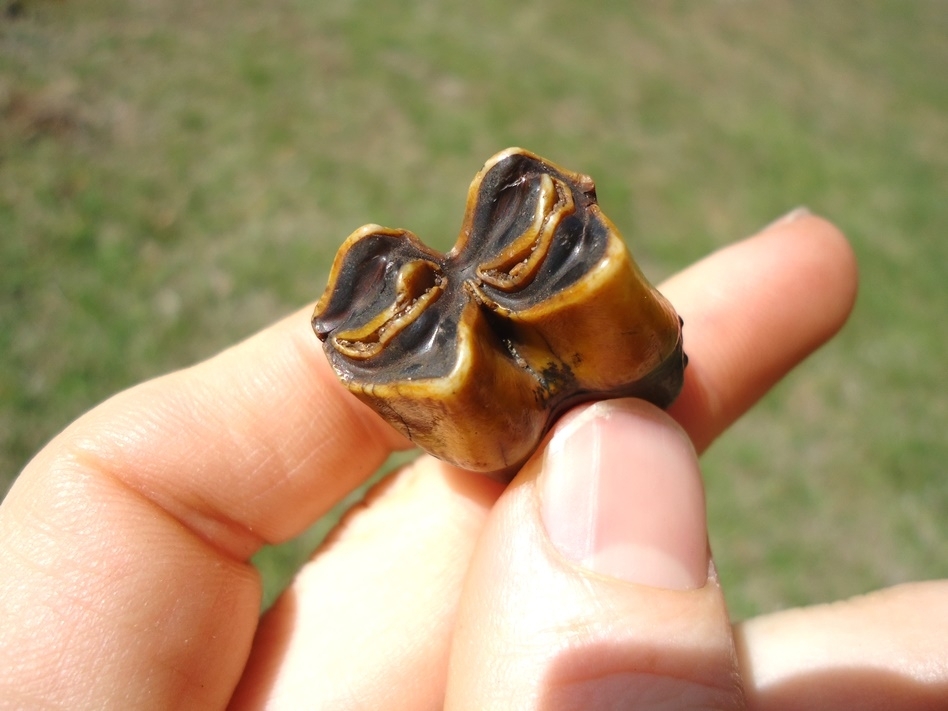 Large image 2 Stunning Orange Llama Molar