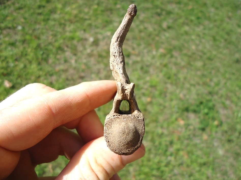 Large image 2 Highly Pathological Alligator Caudal Vertebra