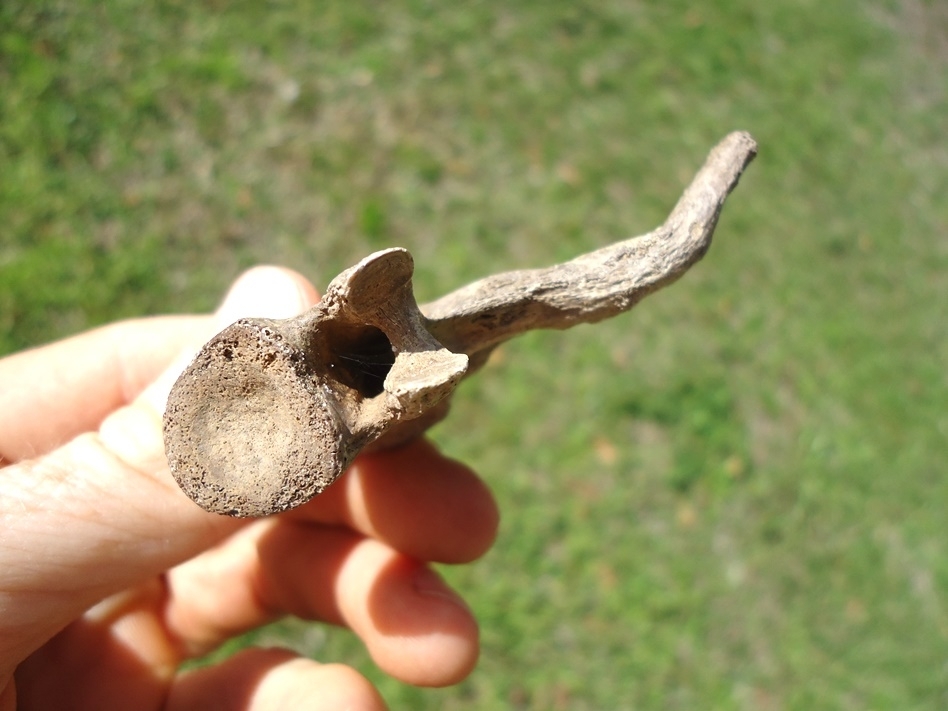 Large image 3 Highly Pathological Alligator Caudal Vertebra