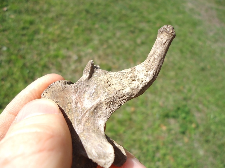 Large image 4 Highly Pathological Alligator Caudal Vertebra