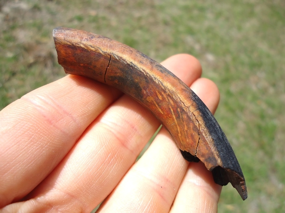 Large image 1 Nice Section of Capybara Incisor