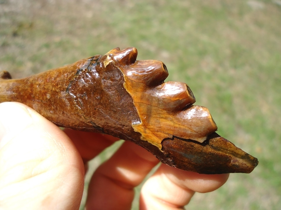 Large image 2 Beautiful Colorful Partial Archaeocete Whale Tooth