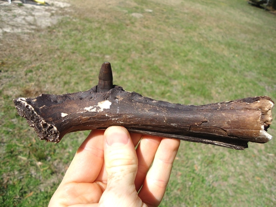 Large image 1 Exceptional Alligator Mandible with One Original Tooth