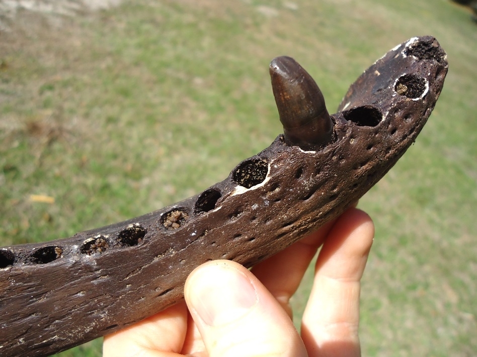 Large image 3 Exceptional Alligator Mandible with One Original Tooth