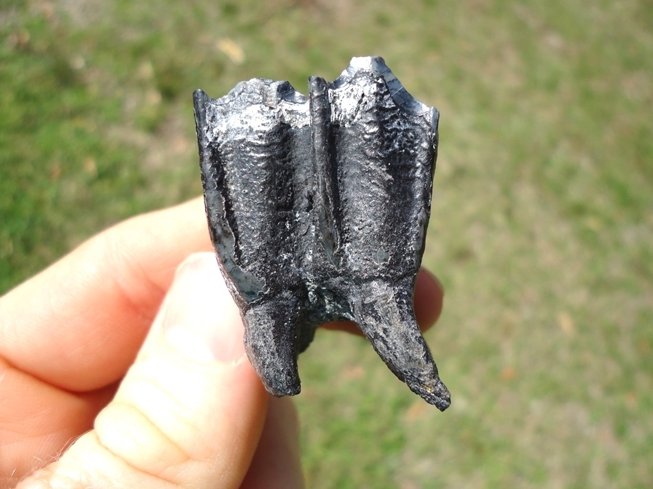 Large image 1 Choice Llama Molar from Leisey Shell Pit